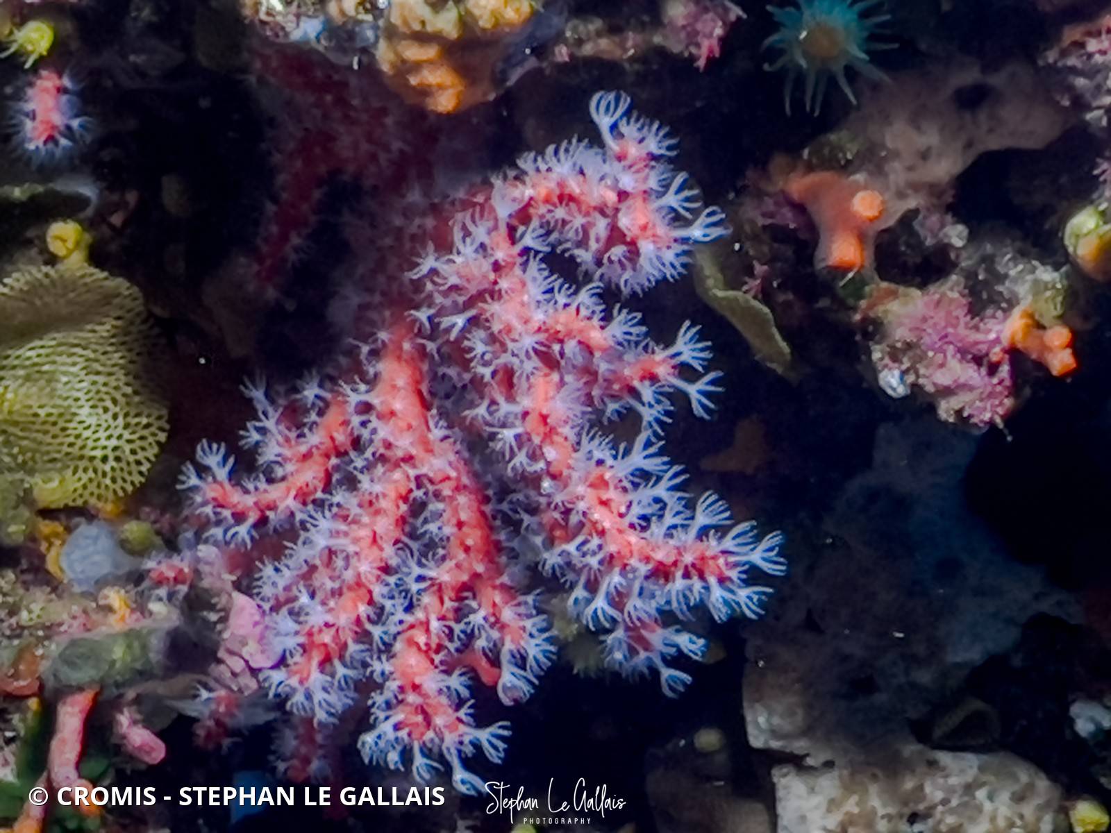 Corail rouge de Méditerranée