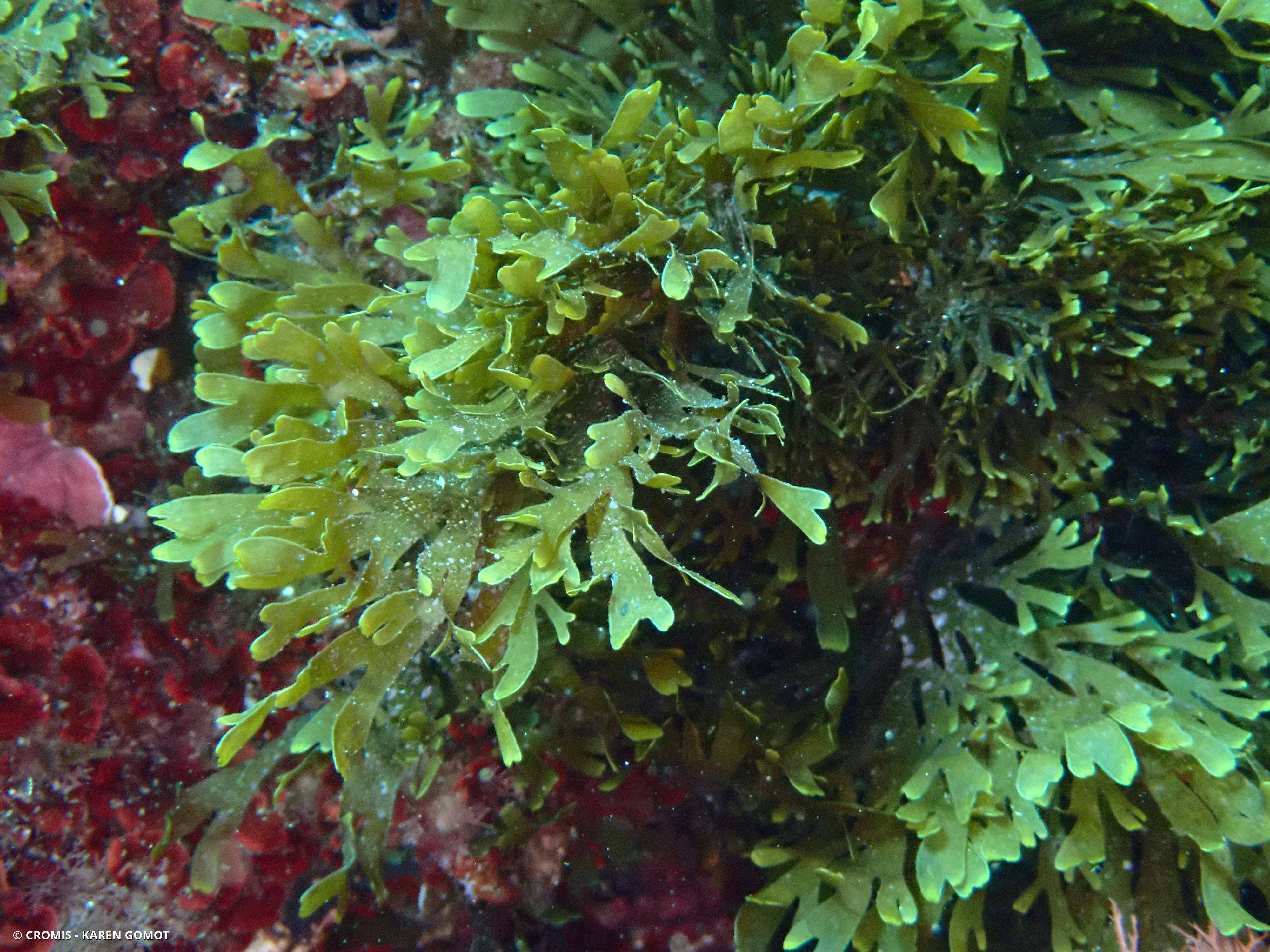 Dictyote d'Okamura