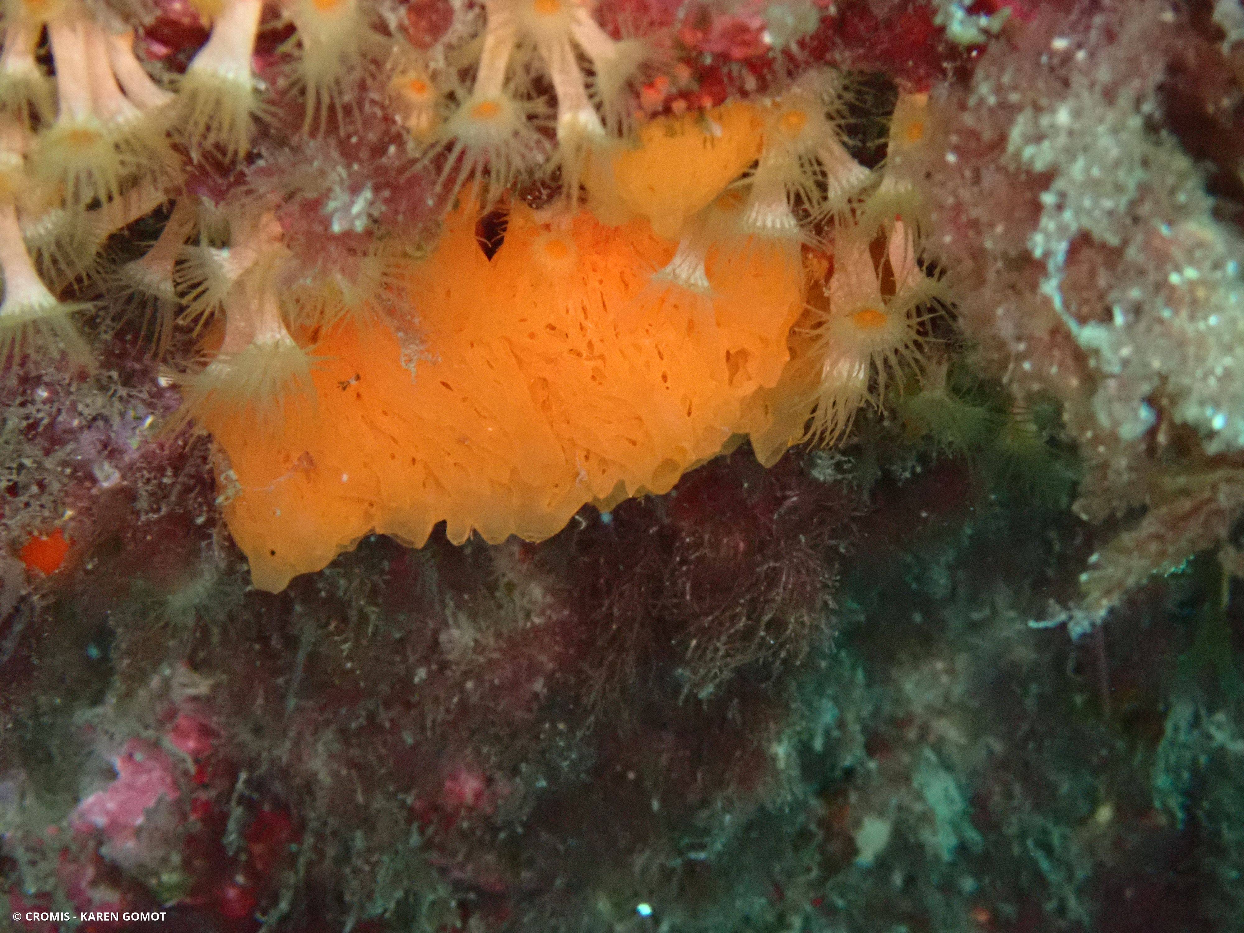 Clathrine orange