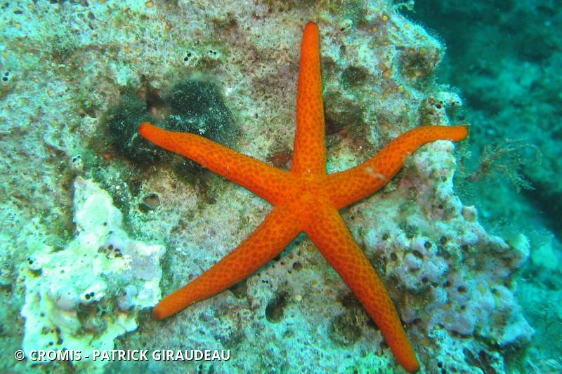 Etoile de mer rouge