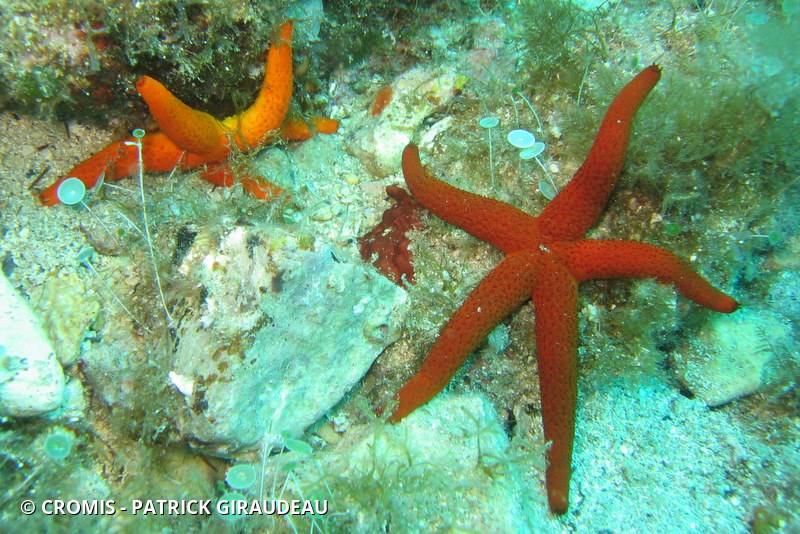 Etoile de mer rouge