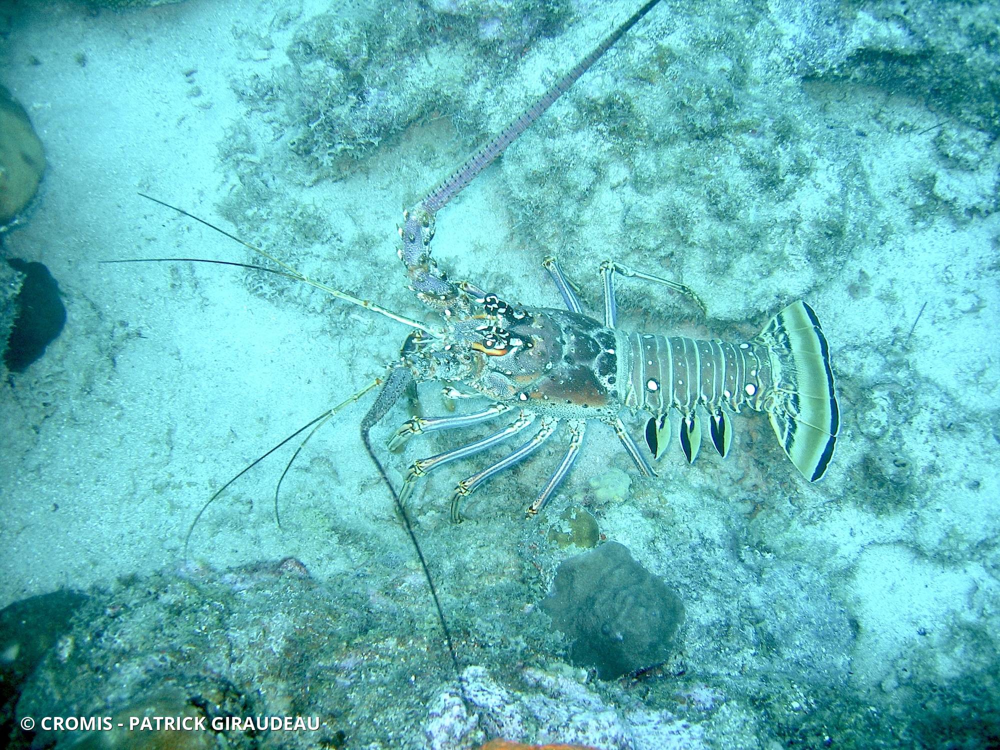 Langouste des Caraïbes