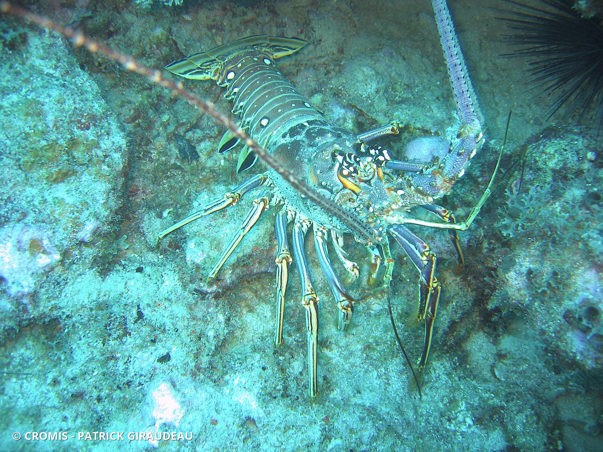 Langouste des Caraïbes