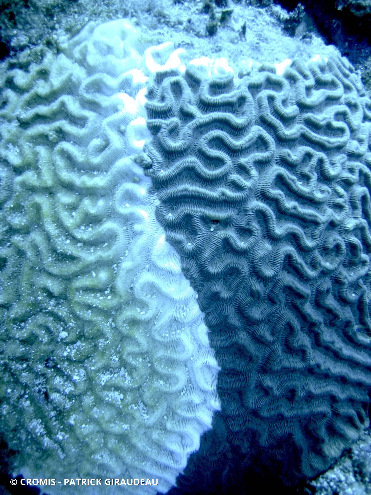 Corail cerveau bosselé