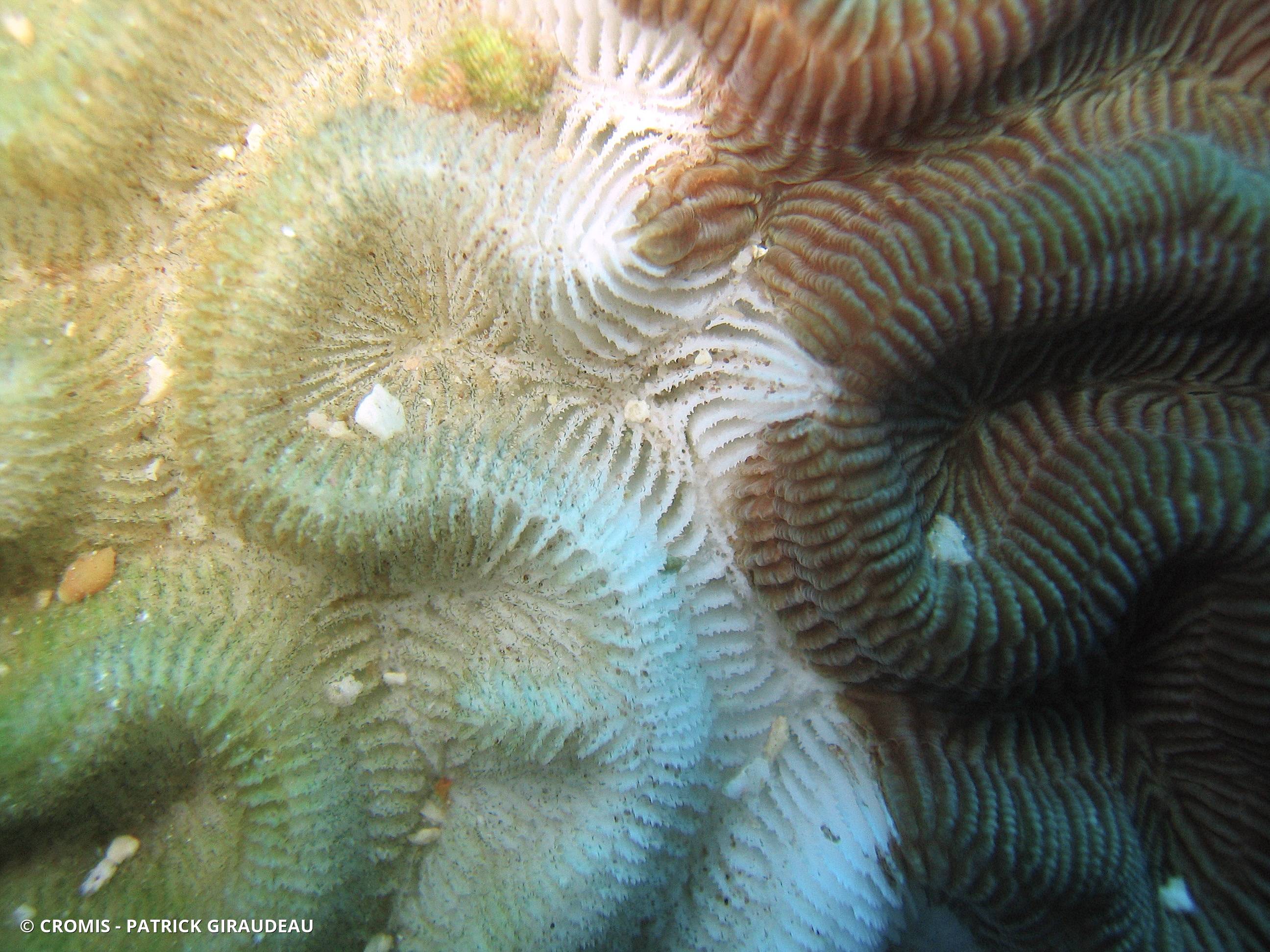 Corail cerveau bosselé