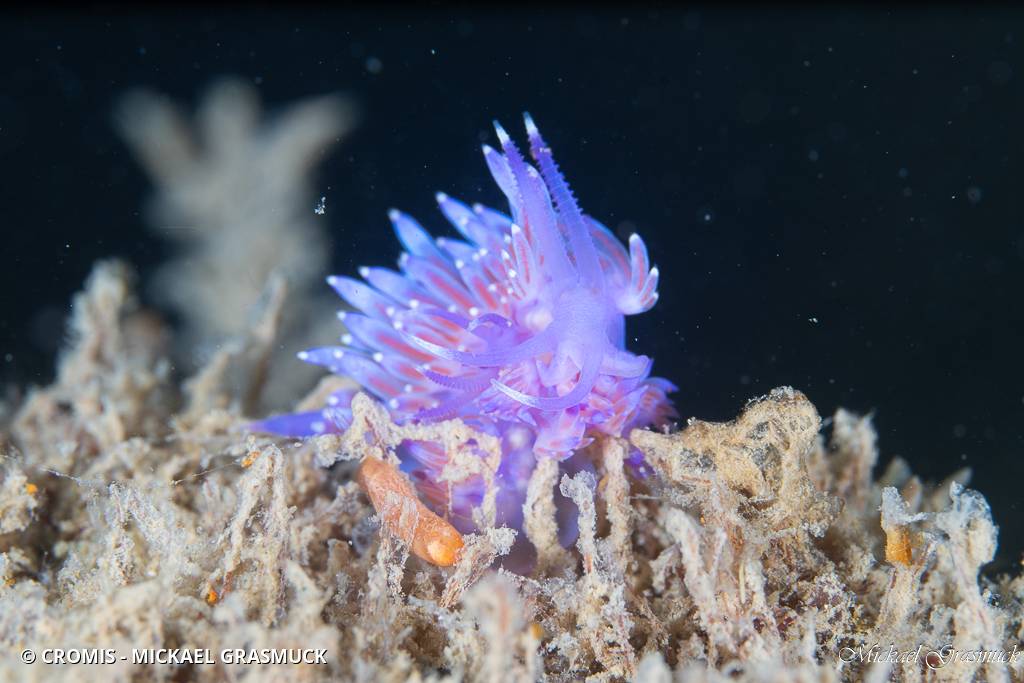 Flabelline mauve