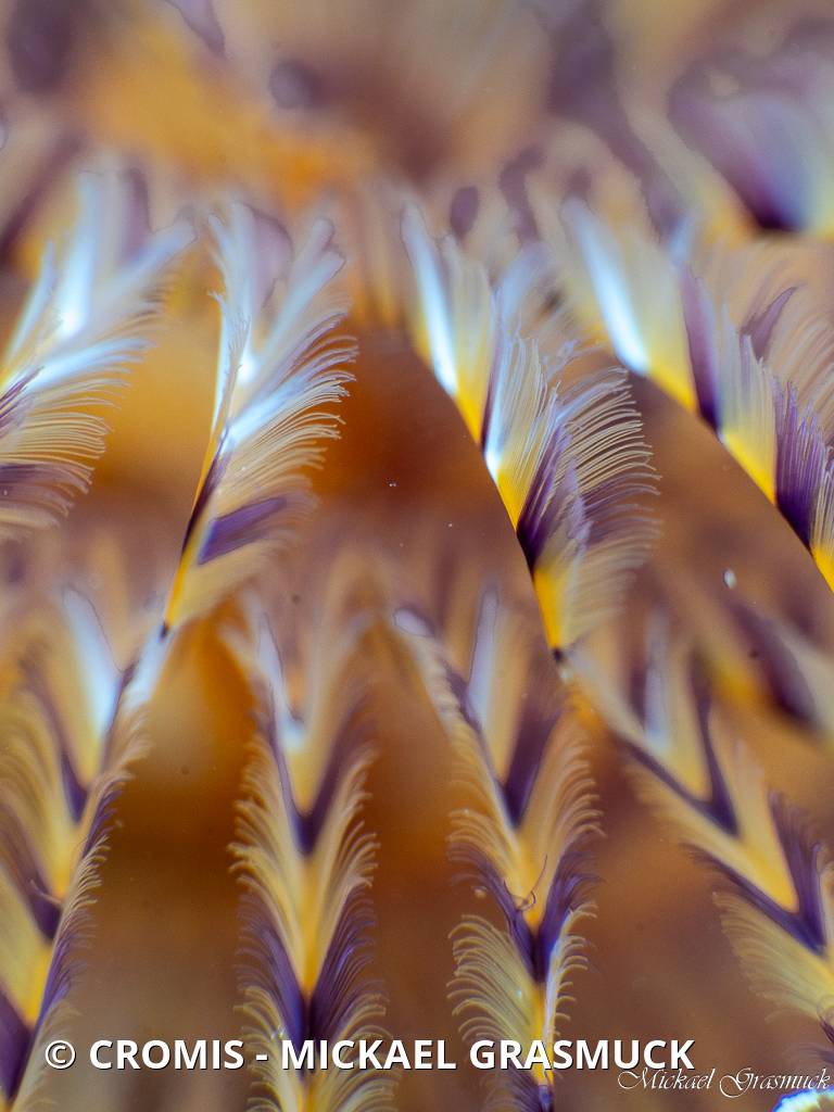 Spirographe