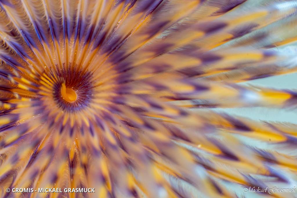 Spirographe
