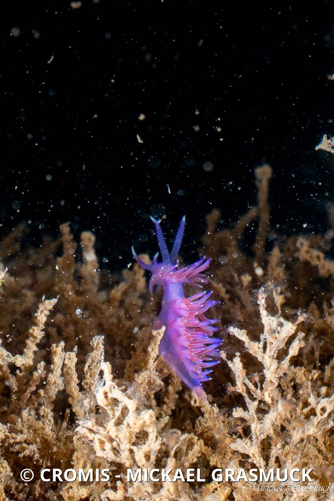 Flabelline mauve