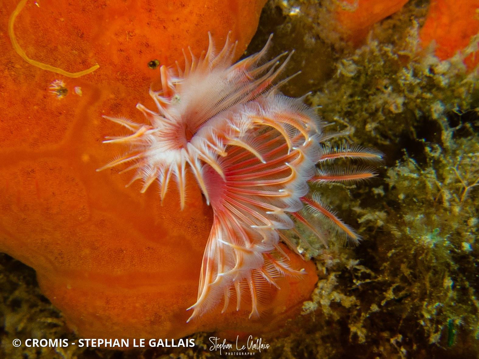 Serpule
