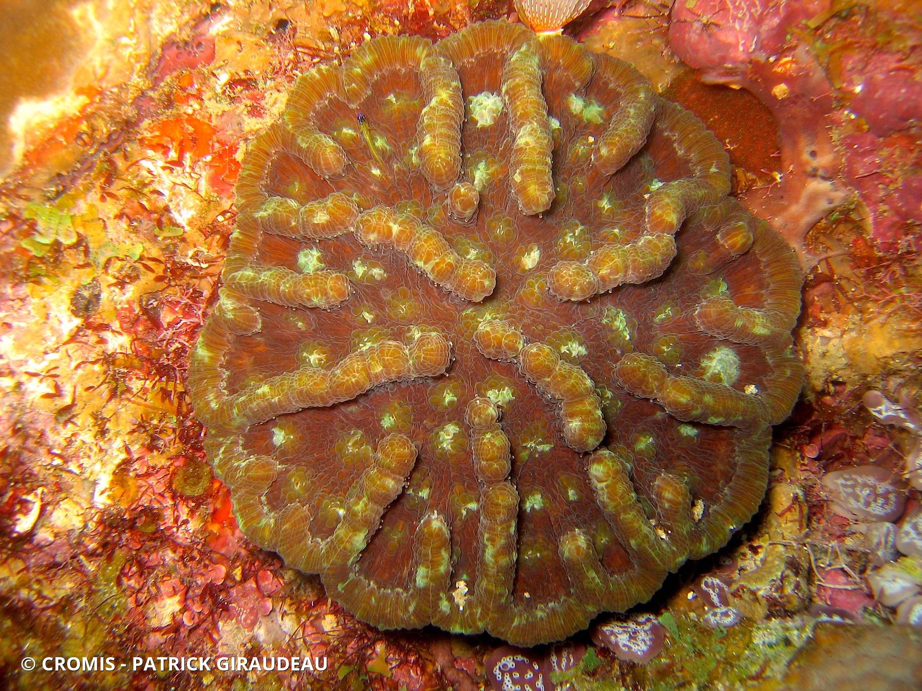 Corail cactus rugueux