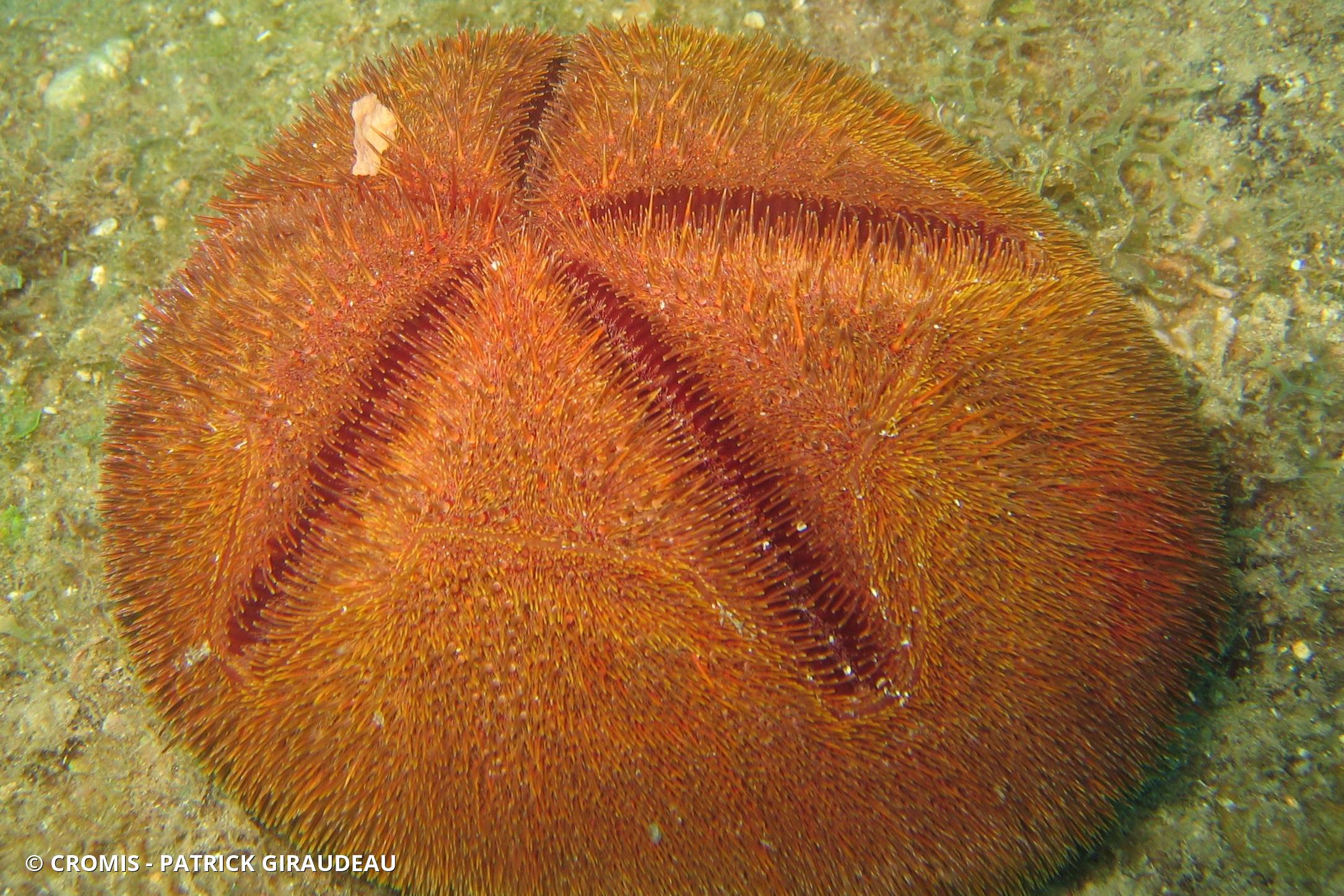 Spatangue rouge