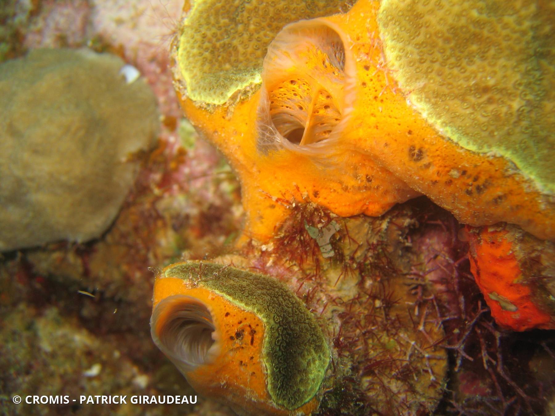 Eponge orange givrée