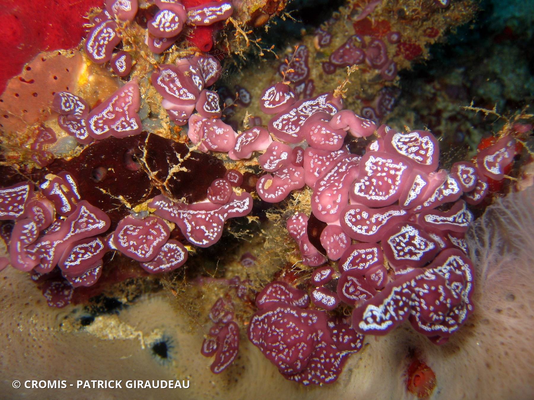 Trididemnum à cyanobactérie