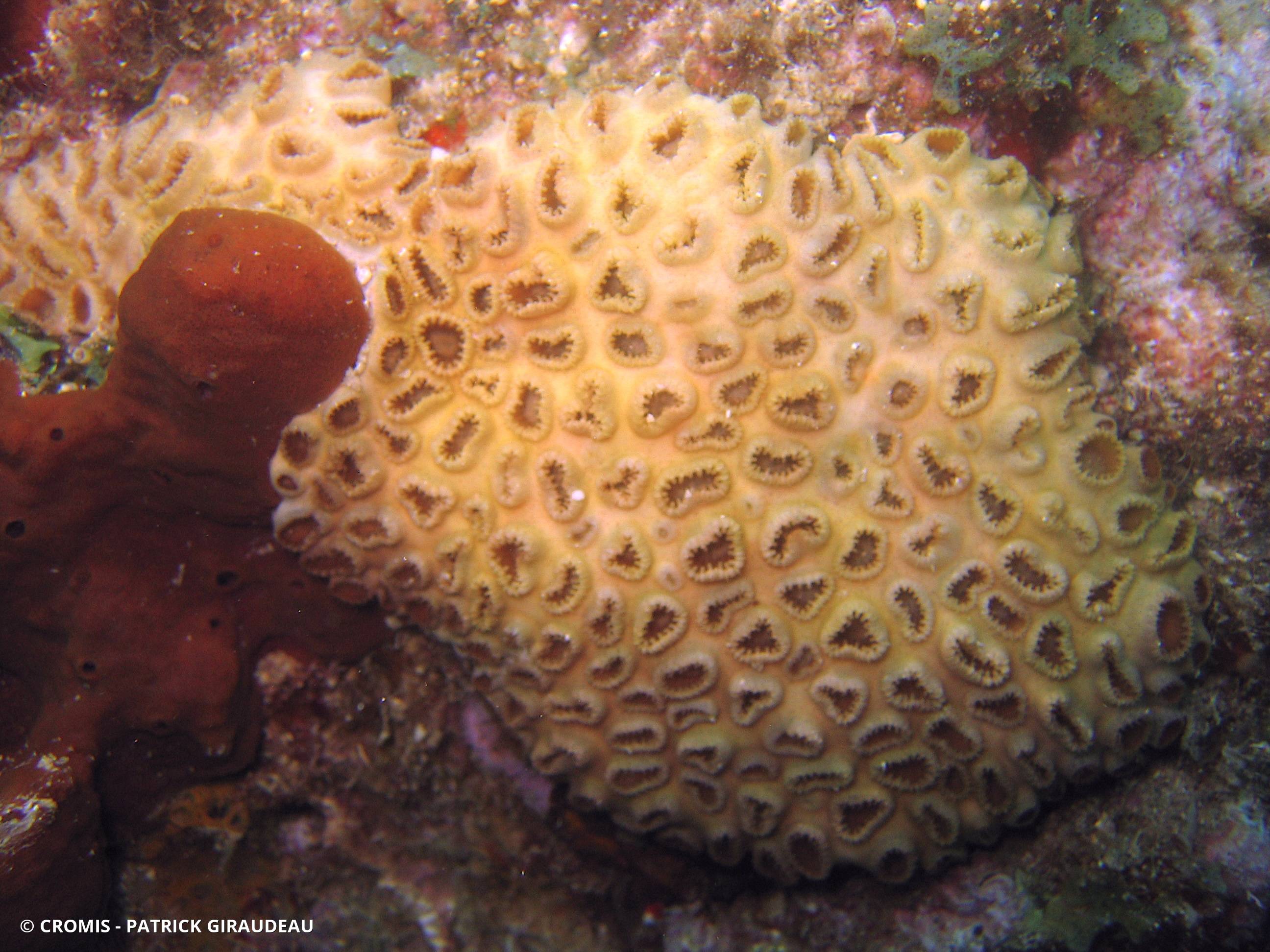 Zoanthaire caraïbe brun