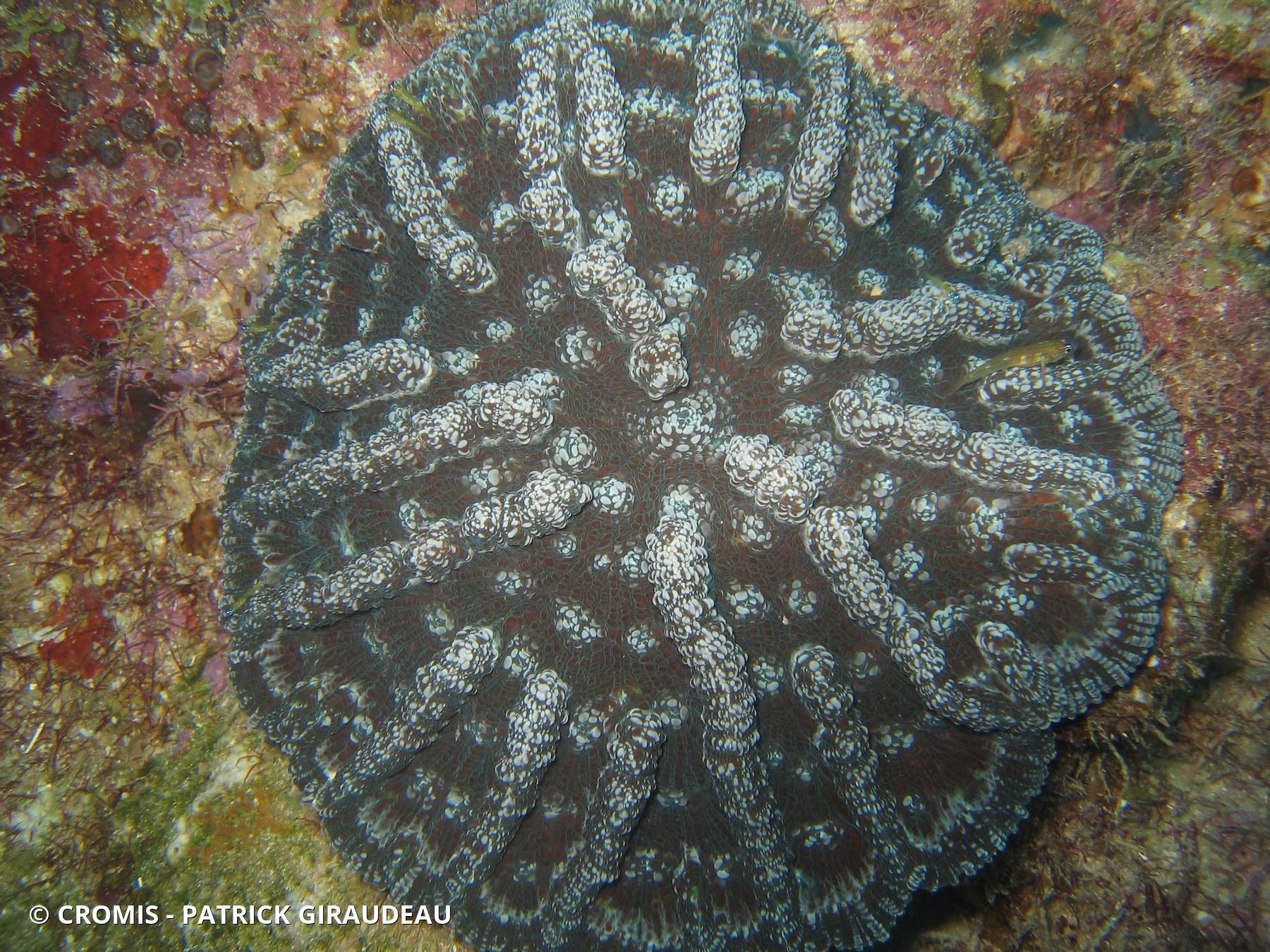 Corail cactus rugueux