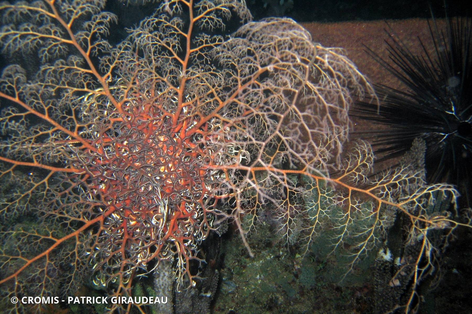 Gorgonocéphale géant