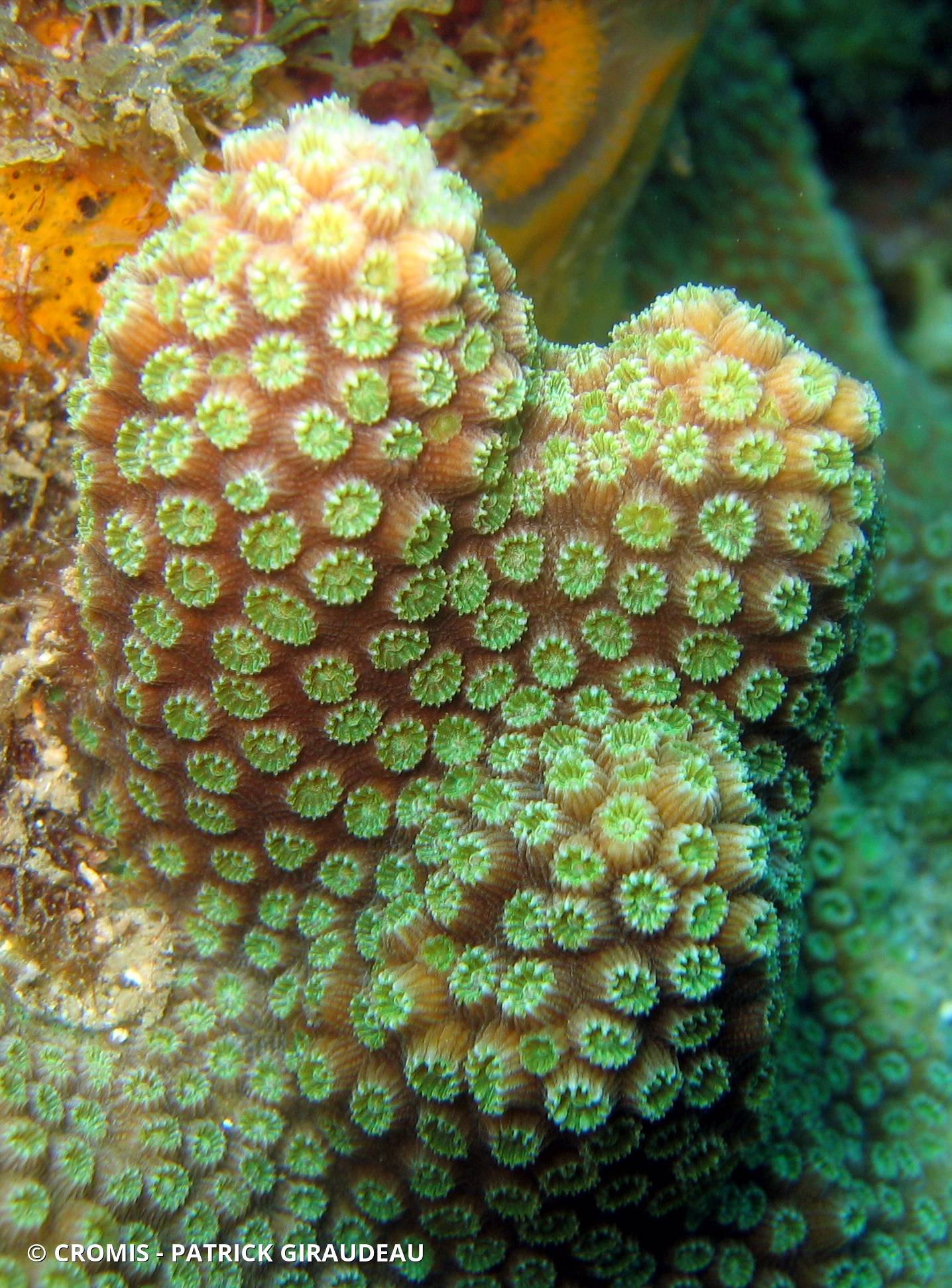 Corail étoilé à bosses