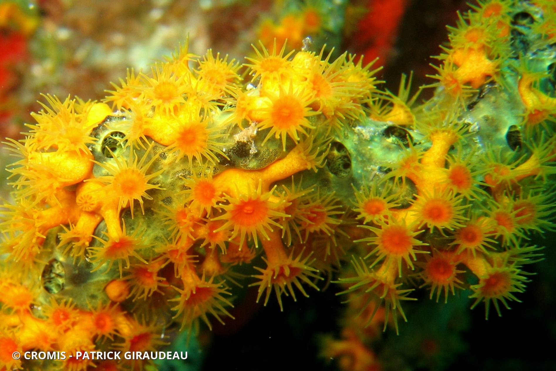 Zoanthaire éponge doré