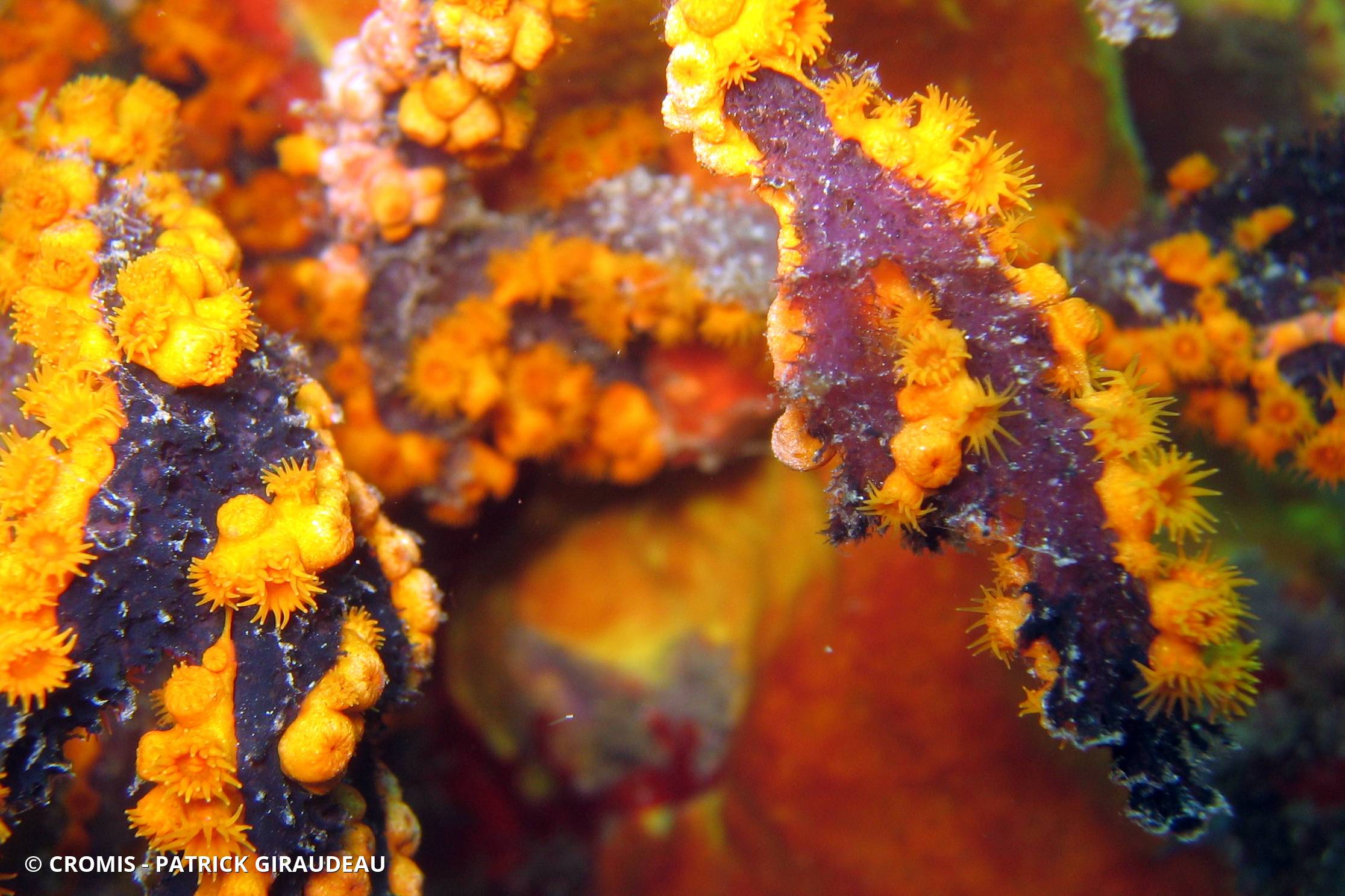 Zoanthaire éponge doré
