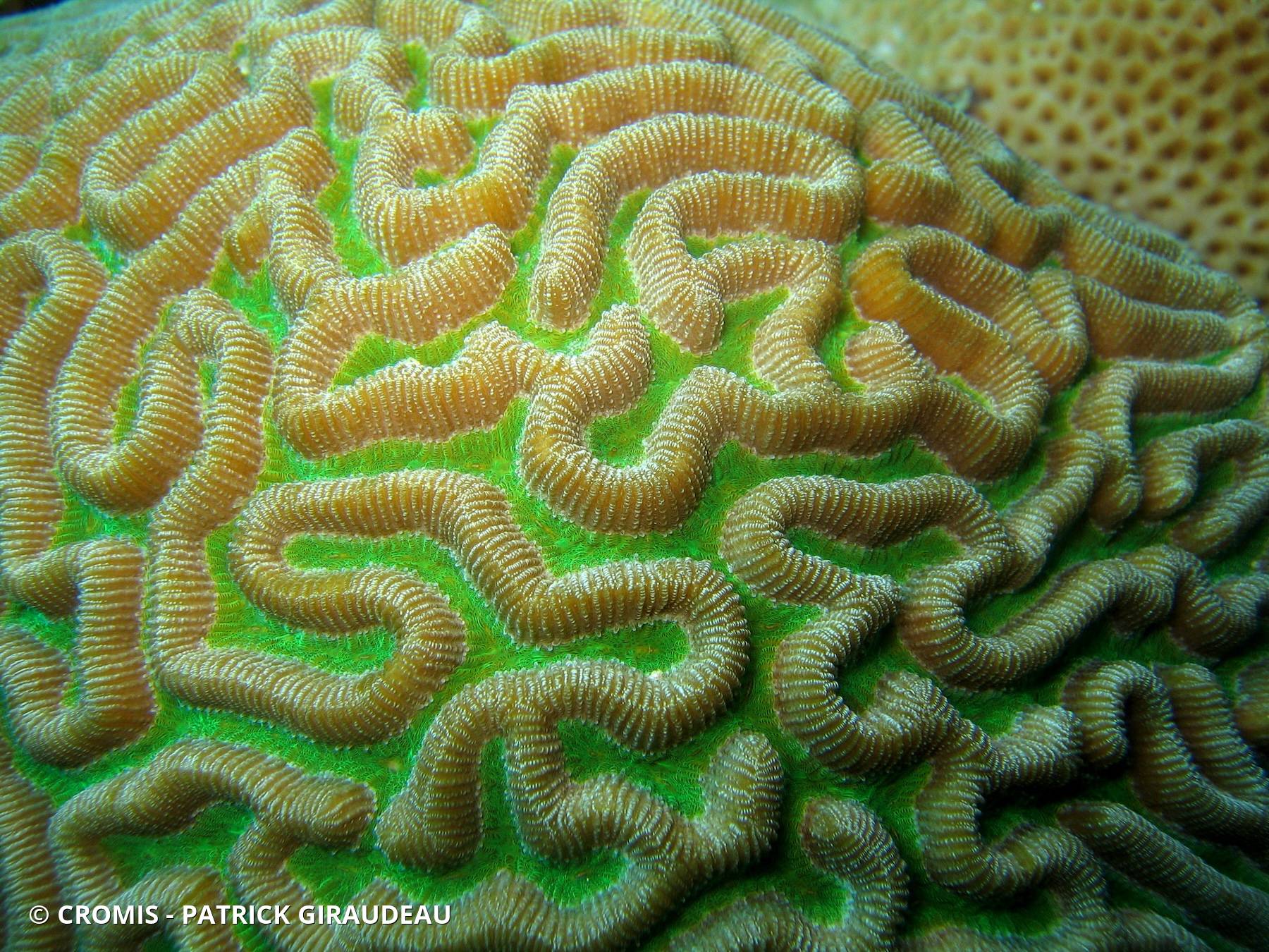 Corail cerveau bosselé