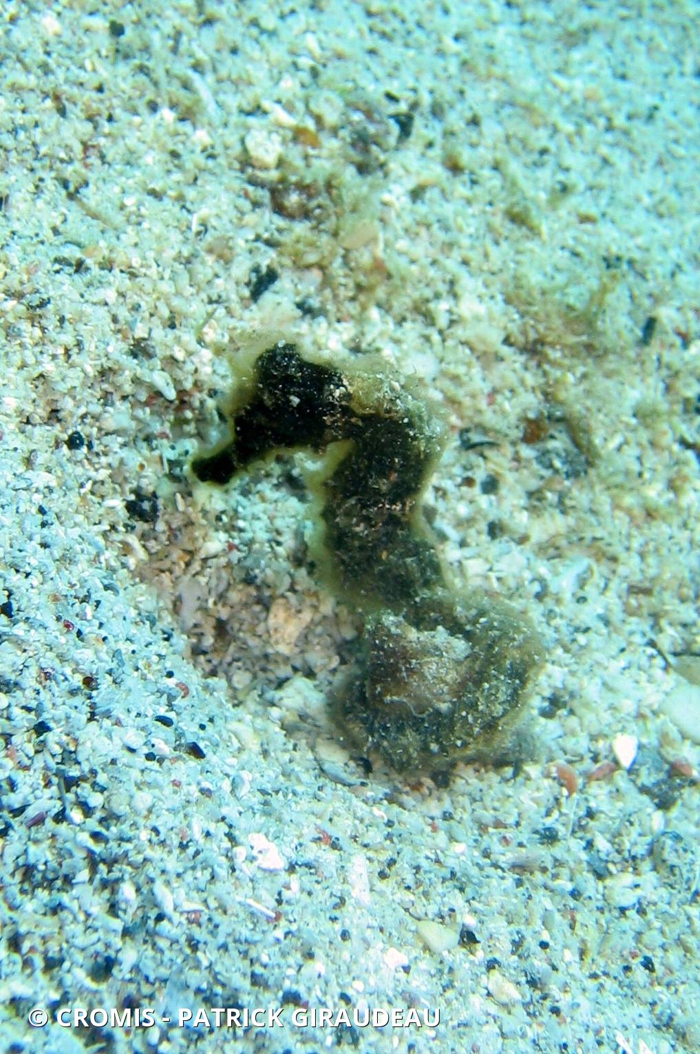 Hippocampe à long nez