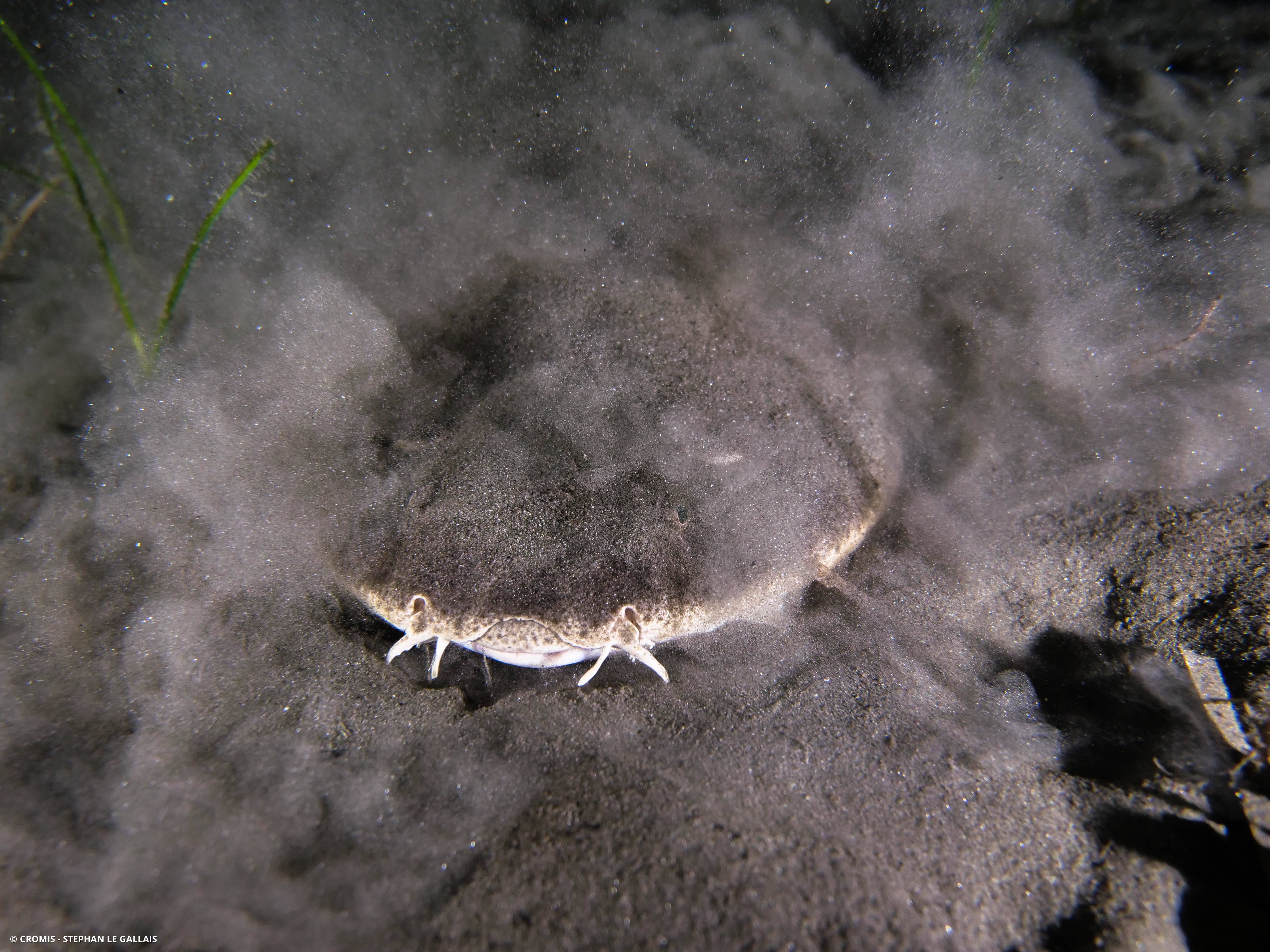 Ange de mer commun