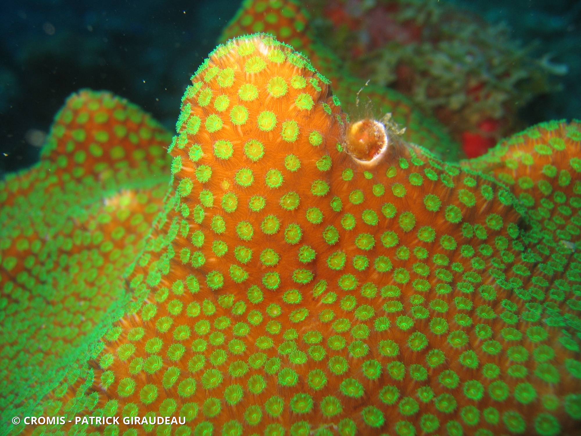 Corail étoilé à bosses