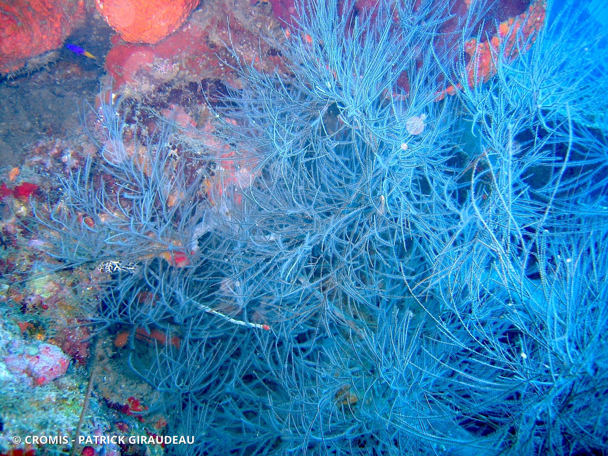 Corail noir plumeux