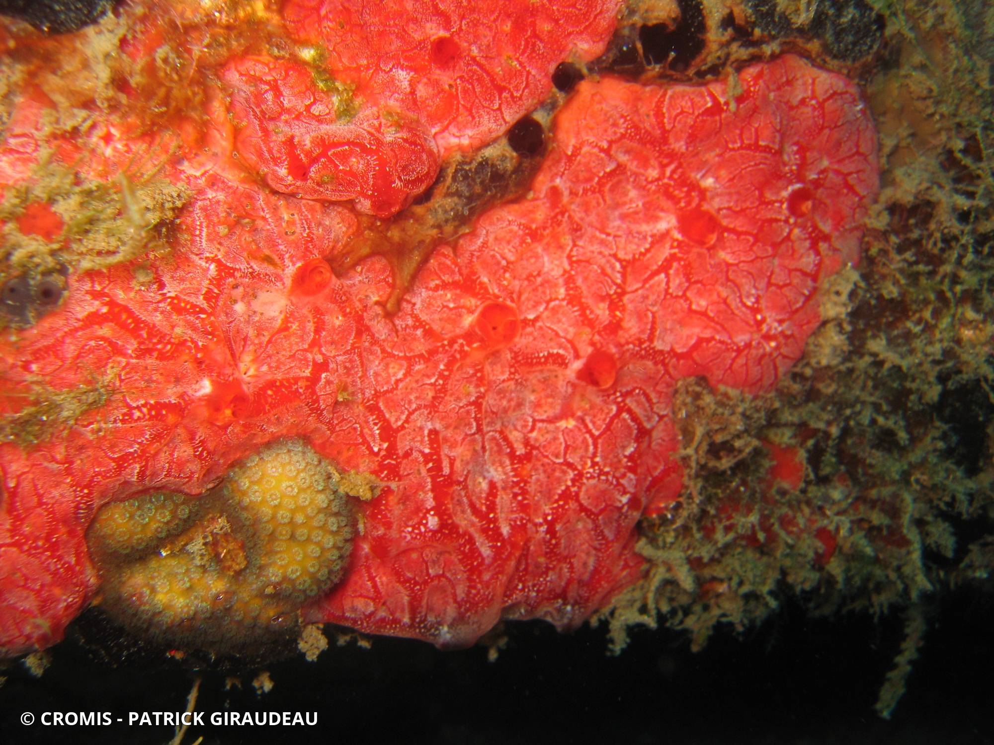 Eponge cerveau rouge