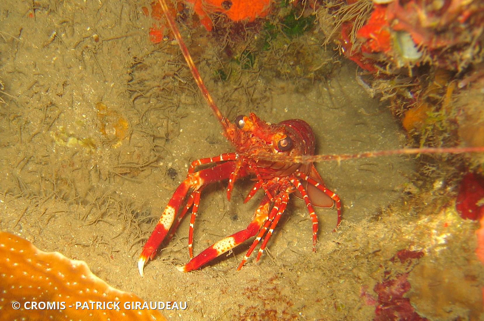 Langouste à bandes rouges