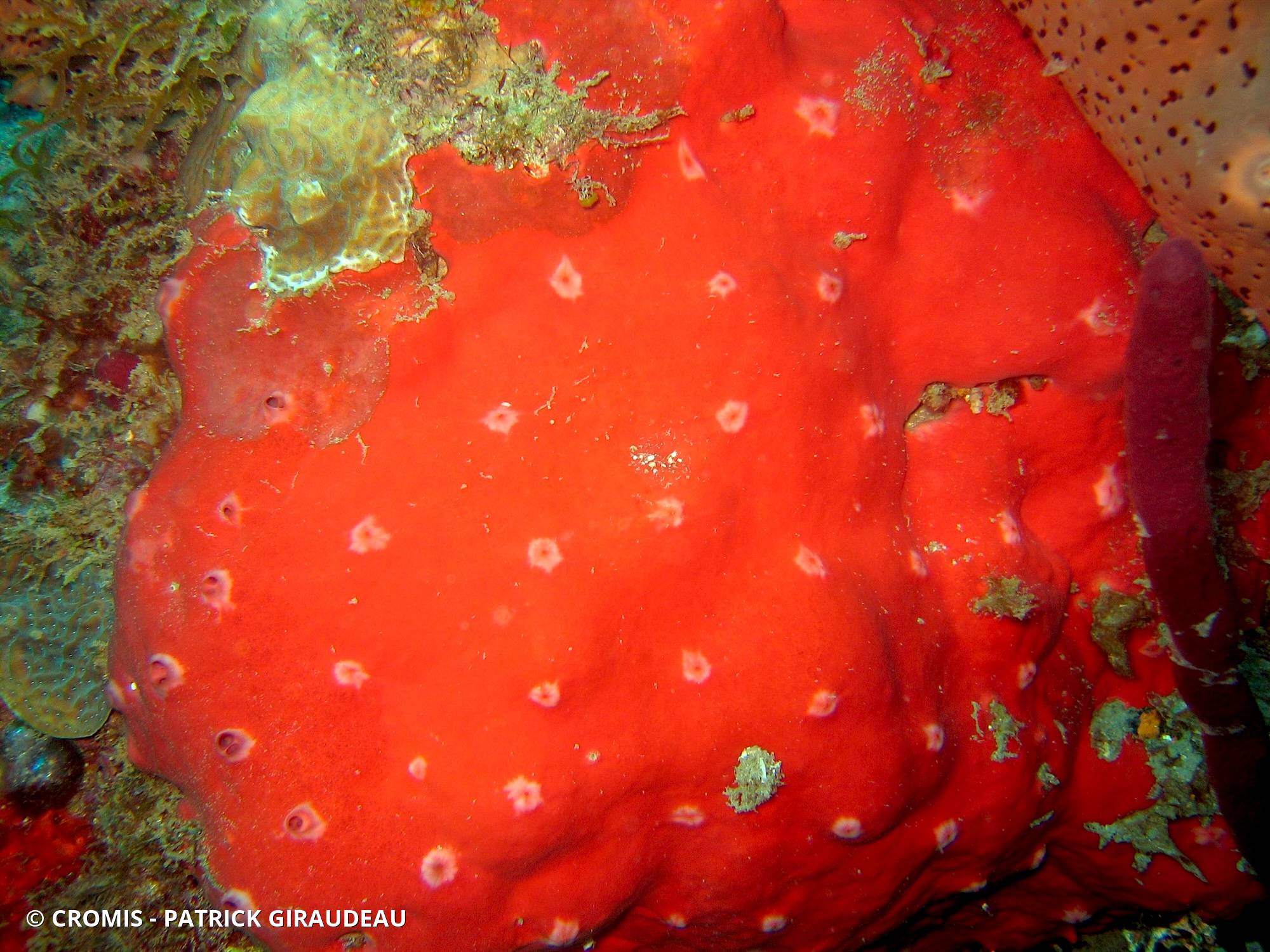 Eponge encroûtante rouge et rose