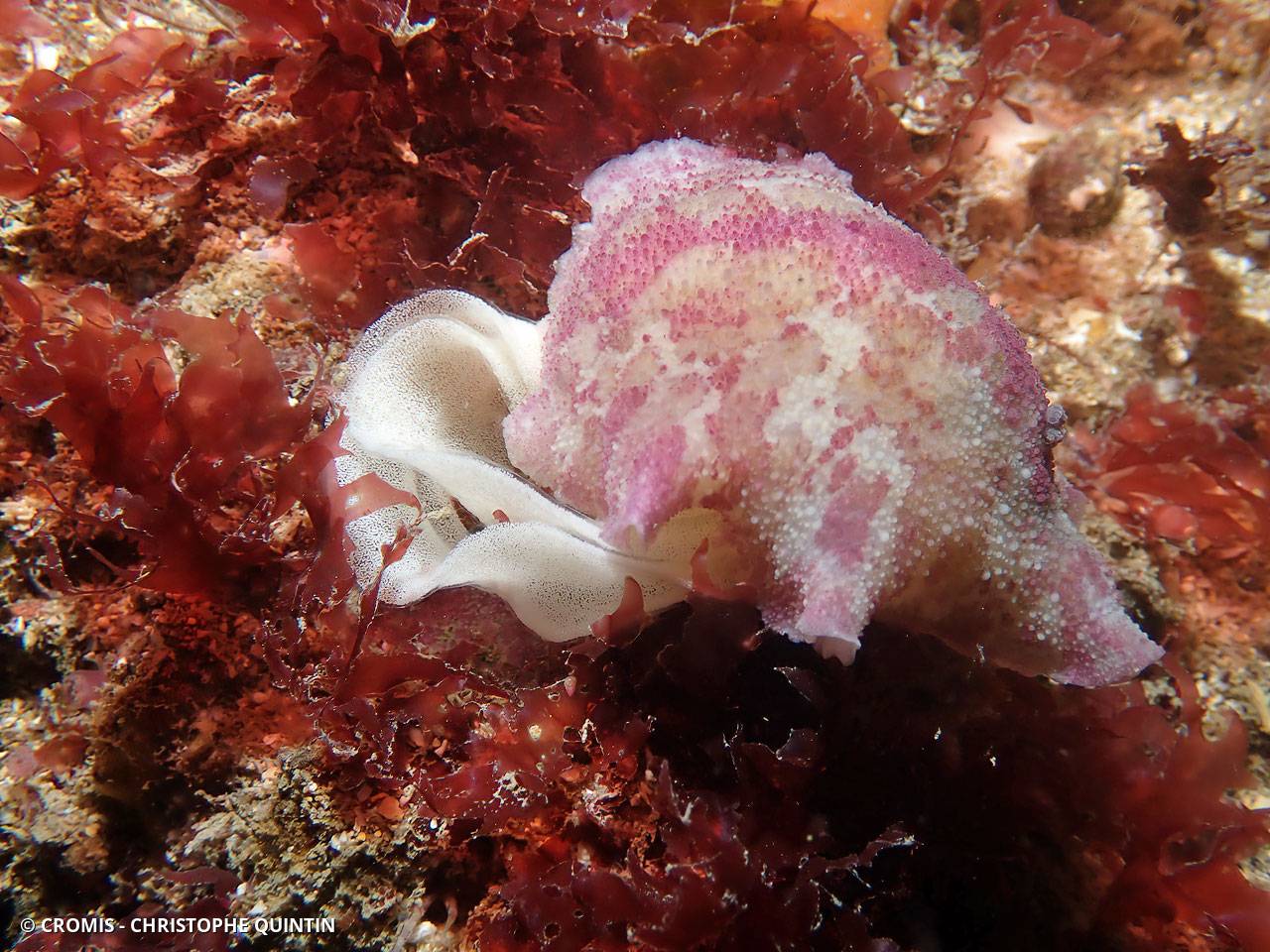 Geitodoris étoilé