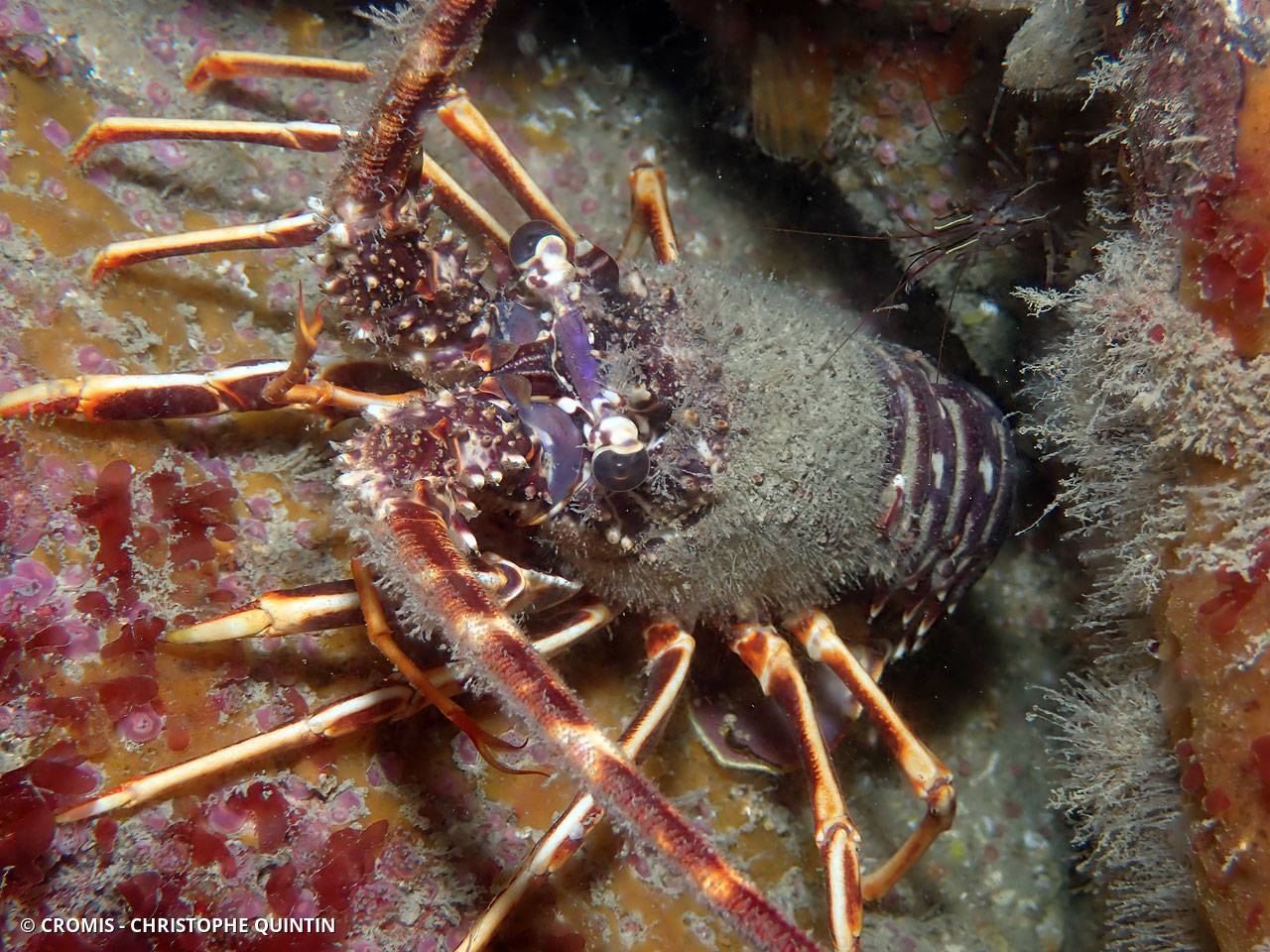 Langouste rouge