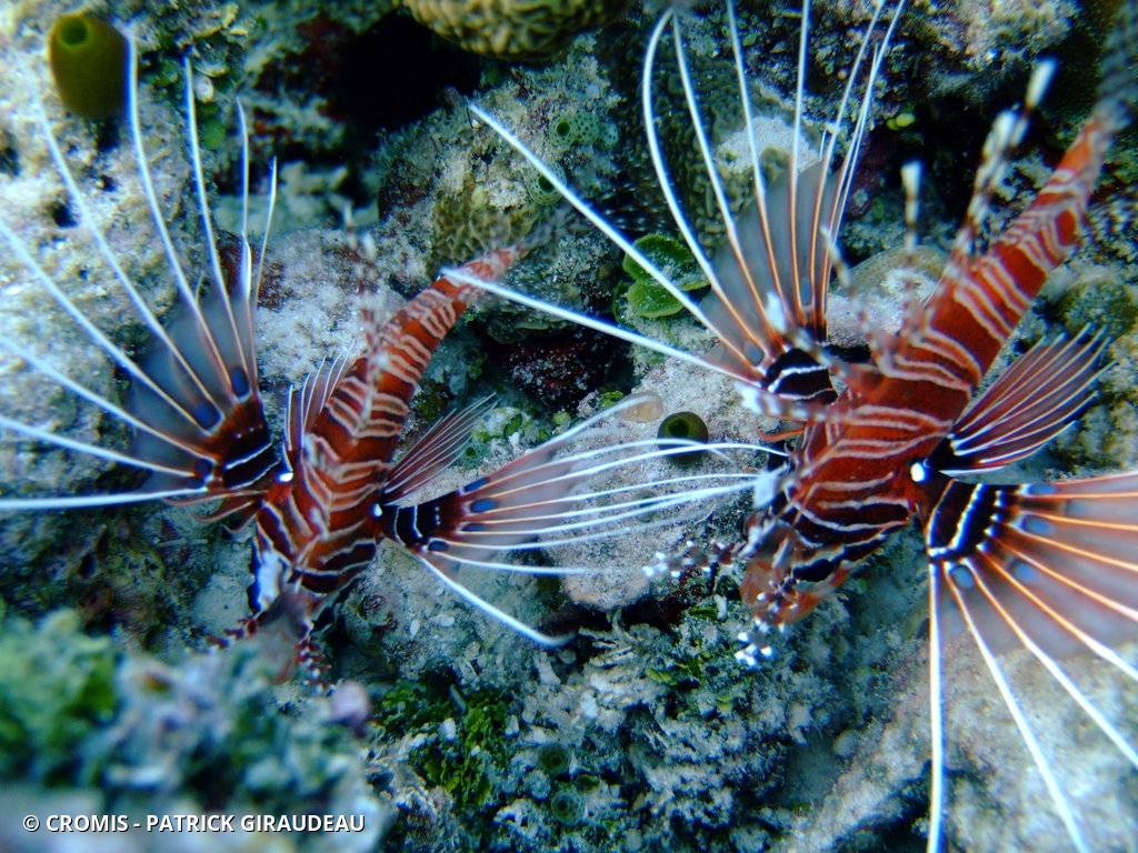 Poisson-scorpion à antennes