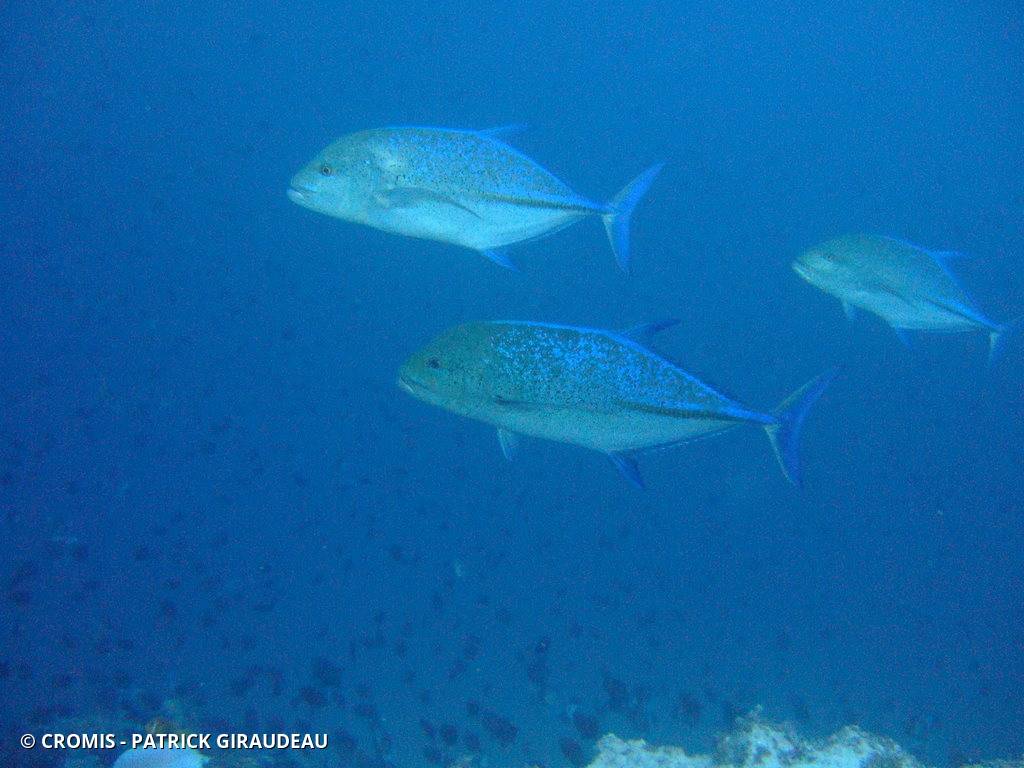 Carangue bleue