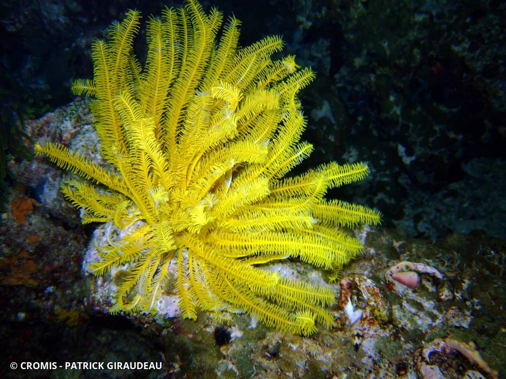 Comatule de Schlegel