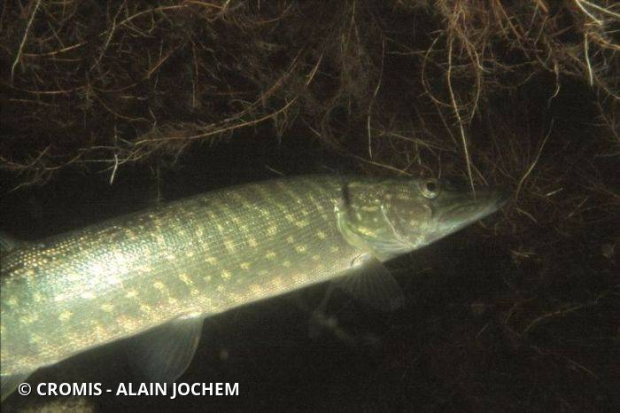 Brochet