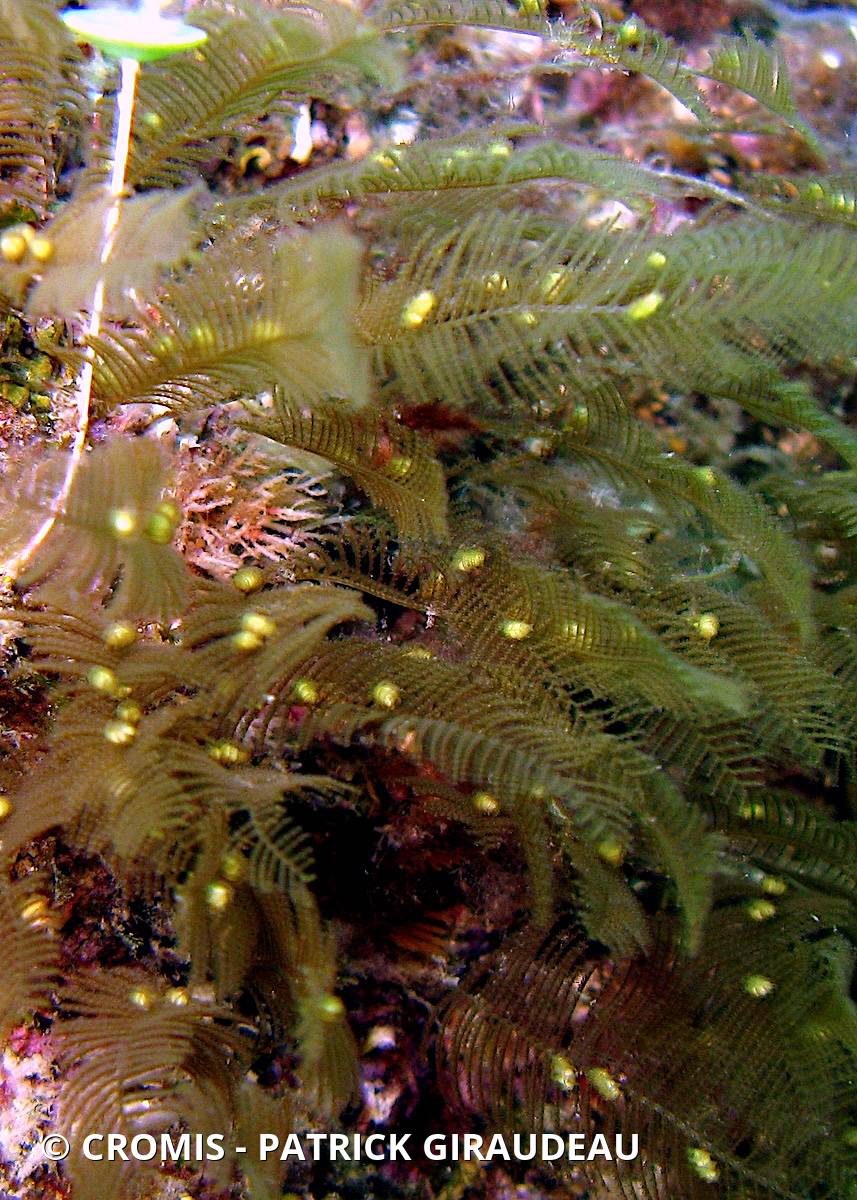 Aglaophénia tubiforme