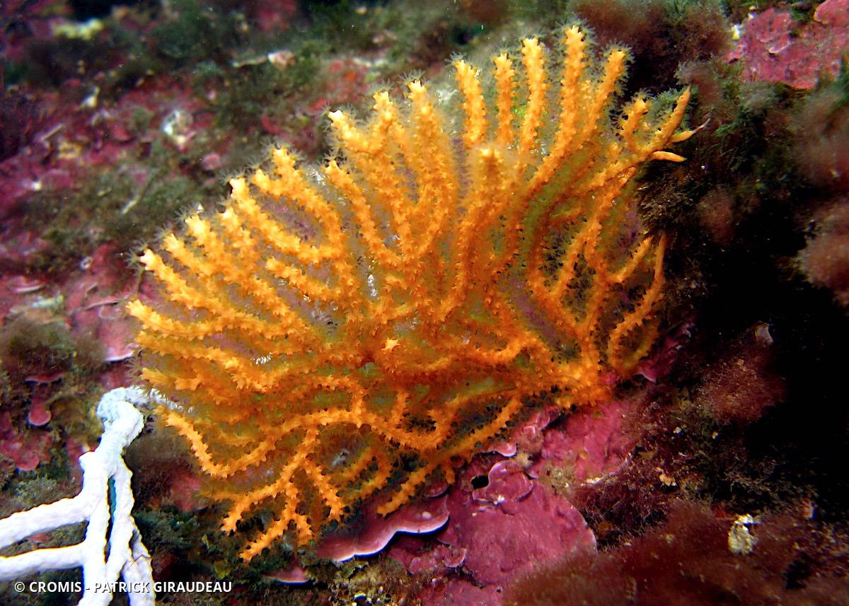 Gorgone jaune