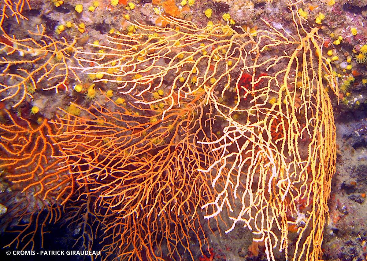 Gorgone jaune