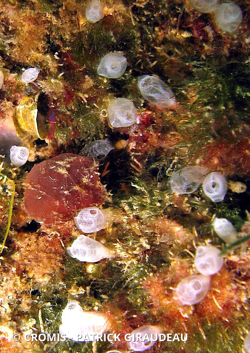 Claveline naine de l'Atlantique