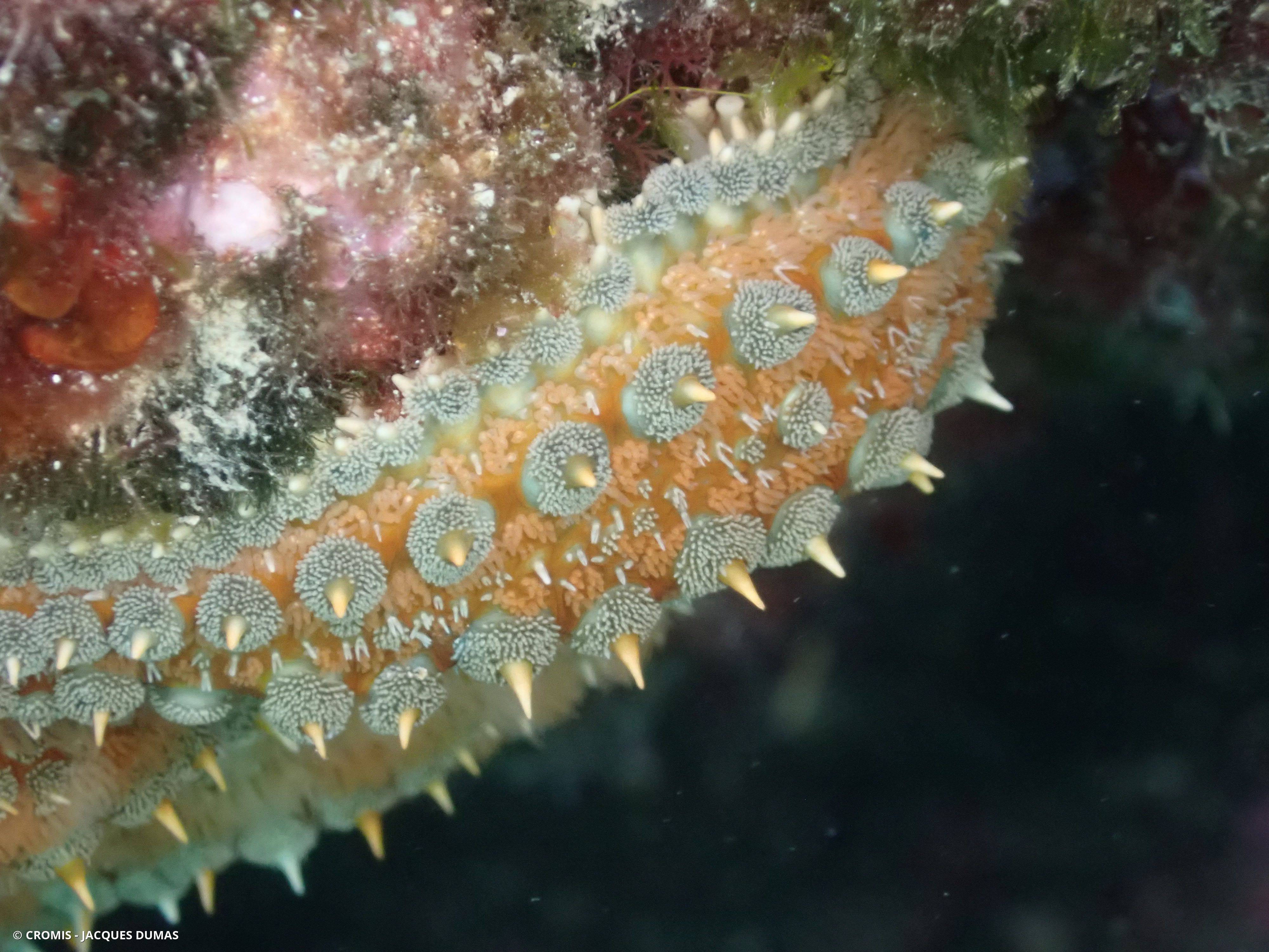 Etoile de mer glaciaire