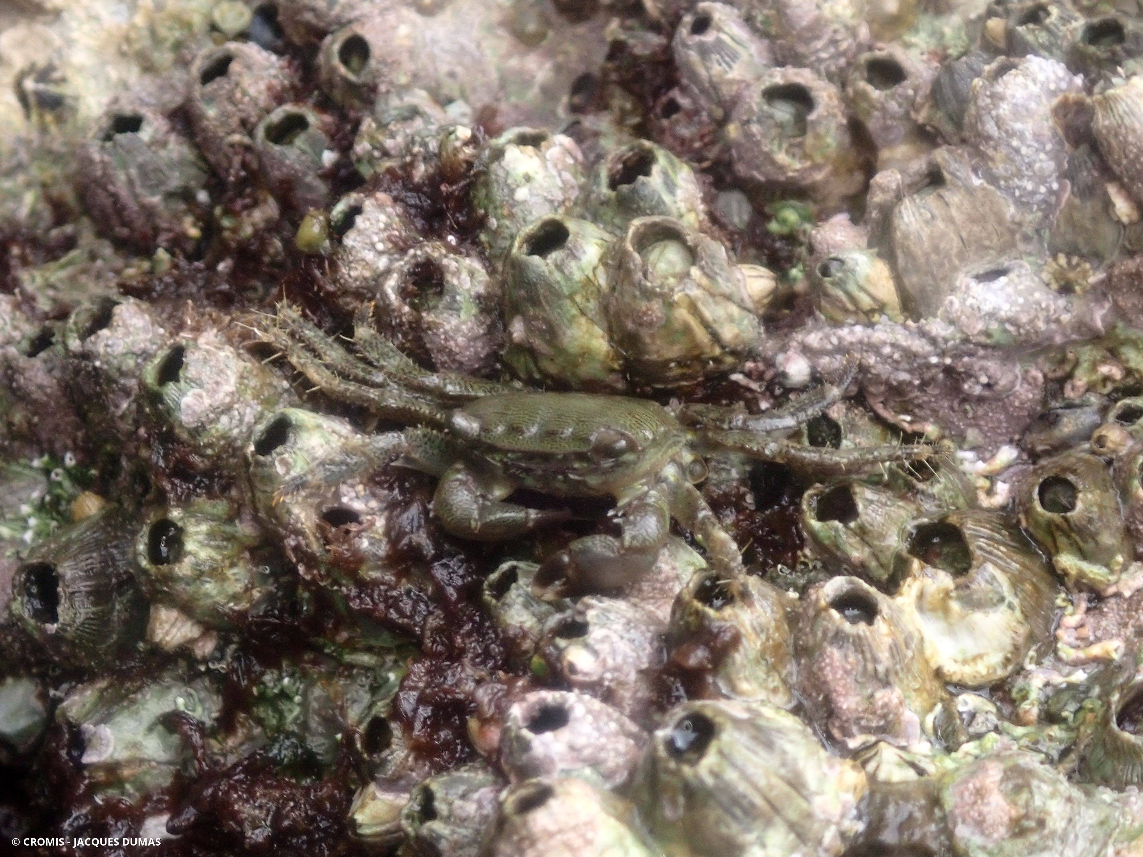 Crabe marbré