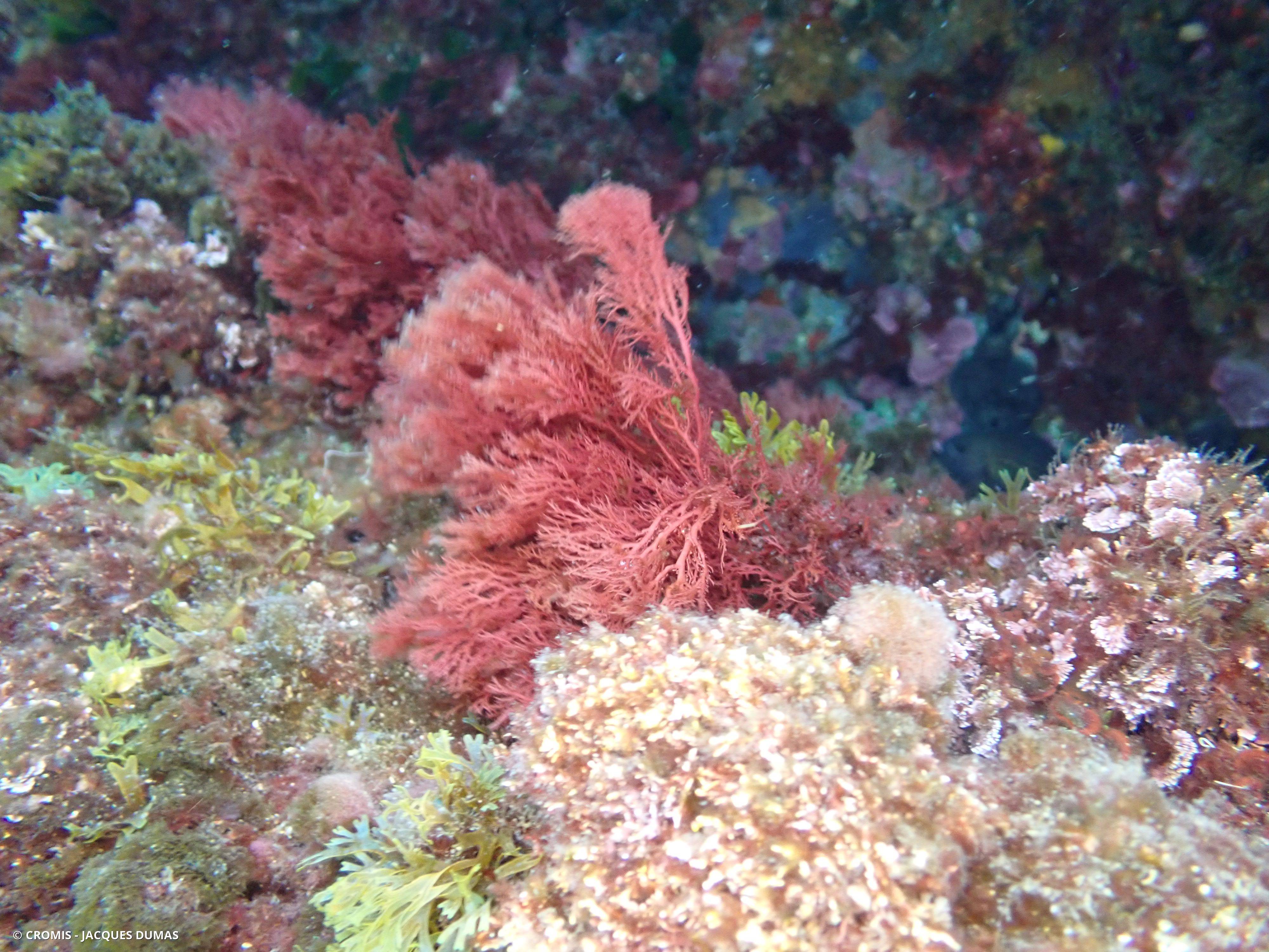 Sphérocoque