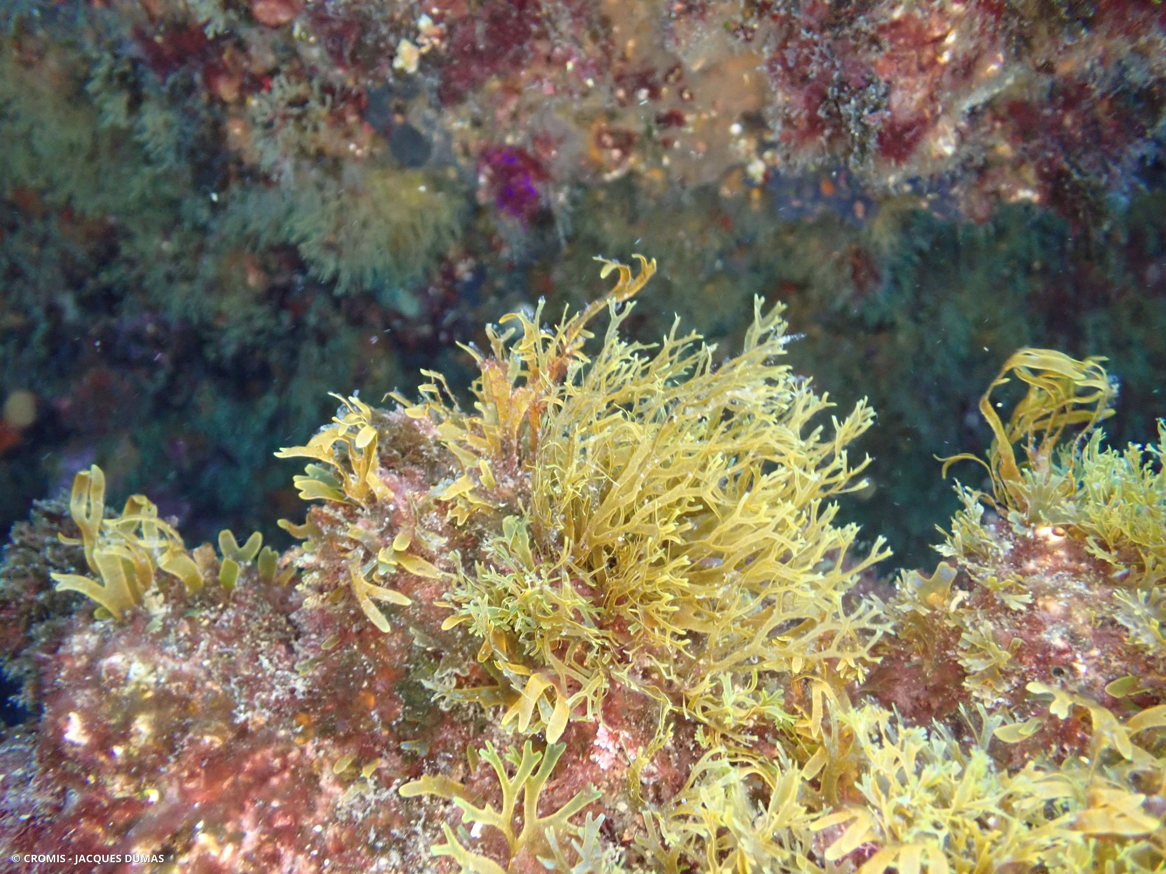 Dictyote rubanée