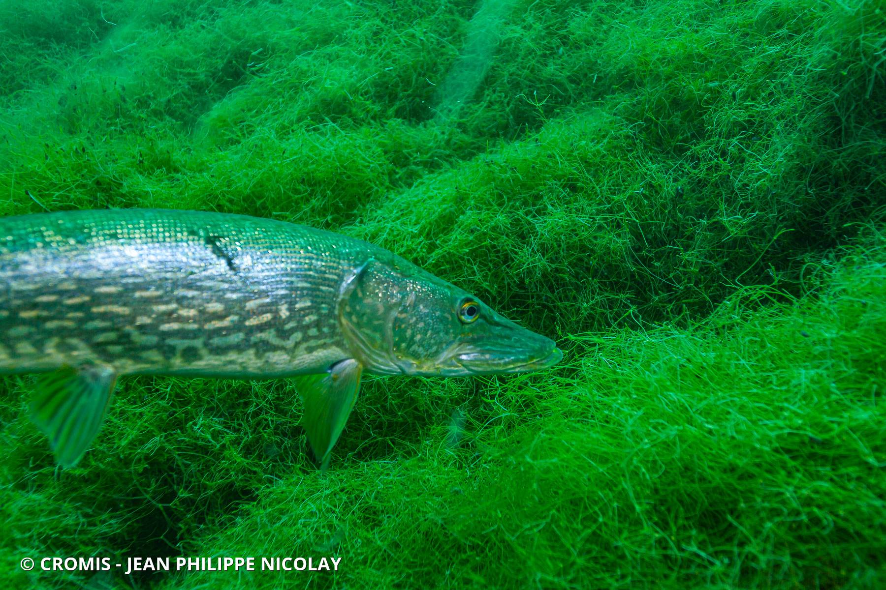 Brochet