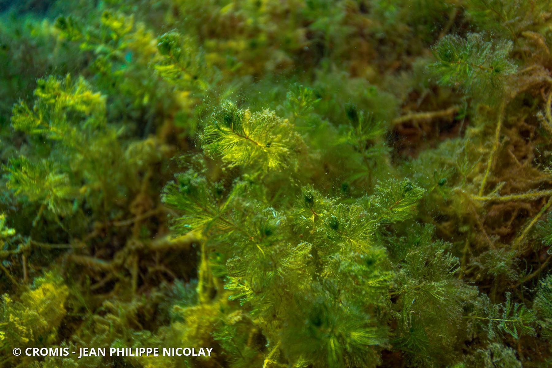 Myriophylle