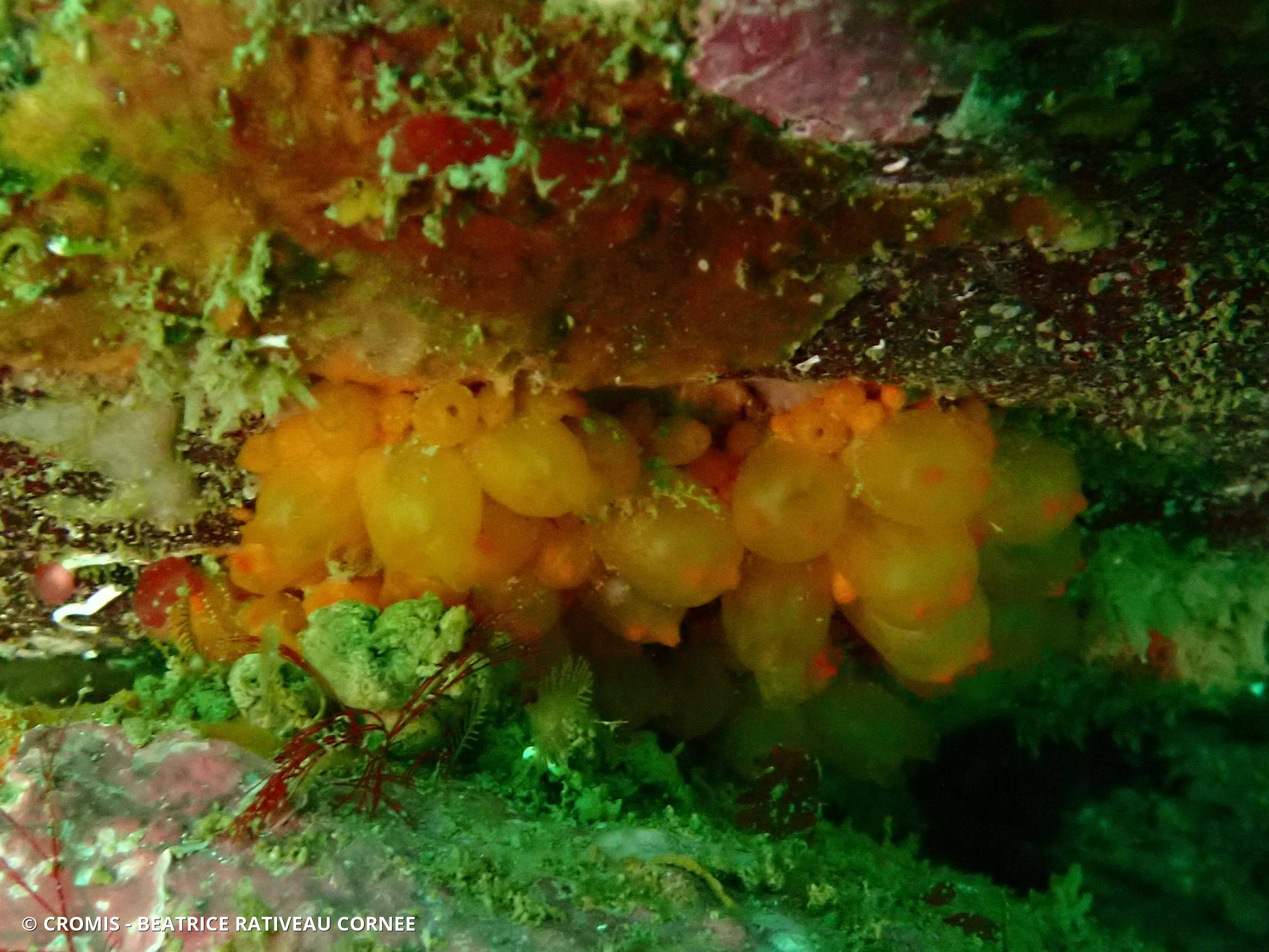 Mirabelle de mer