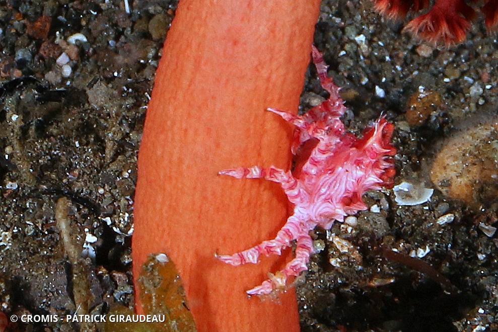 Crabe des alcyonaires